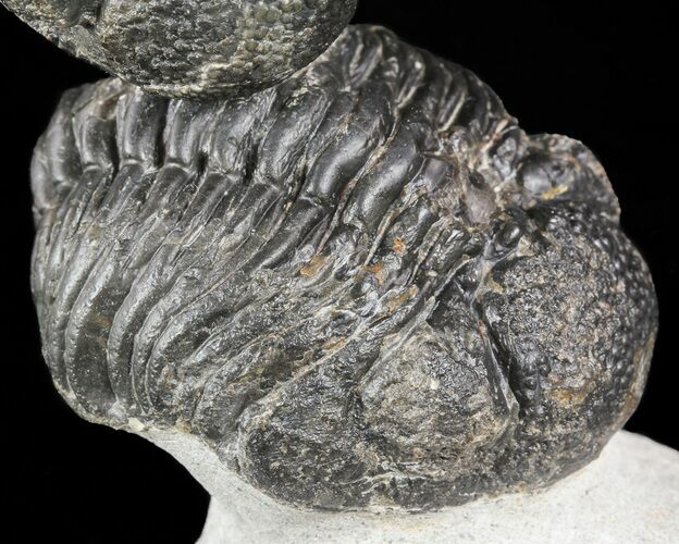 Two Pedinopariops Trilobites - Bargain Specimen #55468